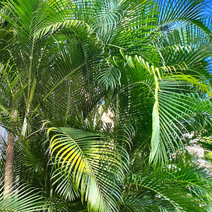 Areca Palm Tree