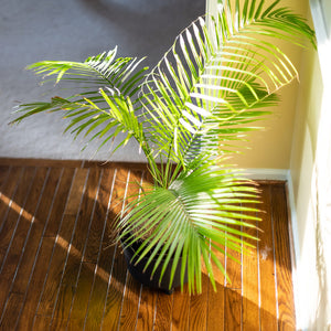 Areca Palm Tree