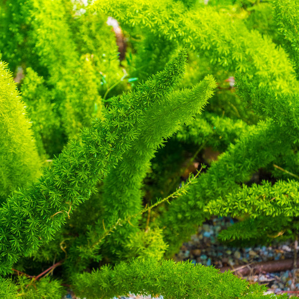 Myers Asparagus Fern for Sale Online at PlantingTree