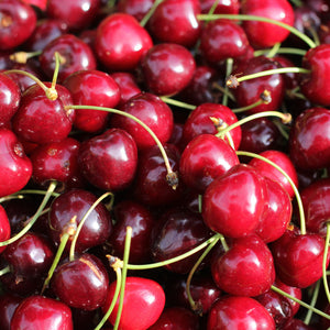 Bing Cherry Tree