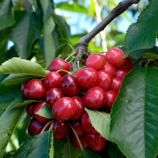 planting bing cherry seeds Bing Cherry Tree
