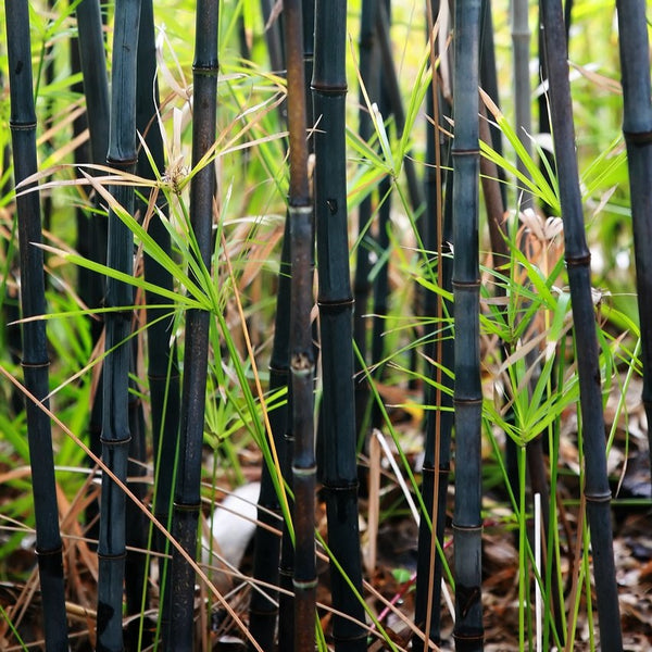 Black Bamboo