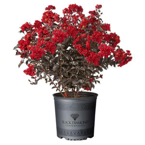 Black Diamond Best Red Crape Myrtle
