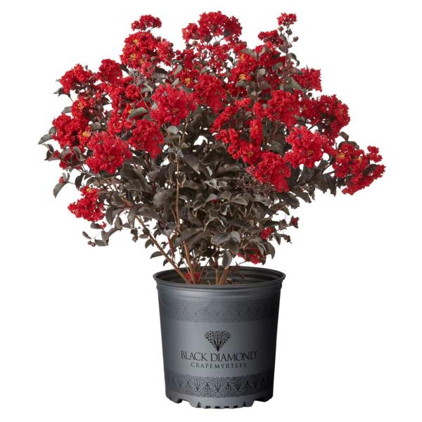 Black Diamond Best Red Crape Myrtle