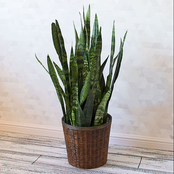 Black Coral Snake Plant For Sale | PlantingTree.com
