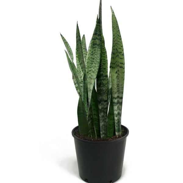 Black coral snake plant for sale