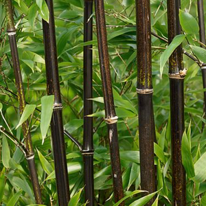 Black Bamboo