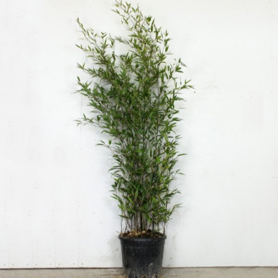 black bamboo indoor plant Black Bamboo Tree for Sale – Beautiful Indoors or Outdoors