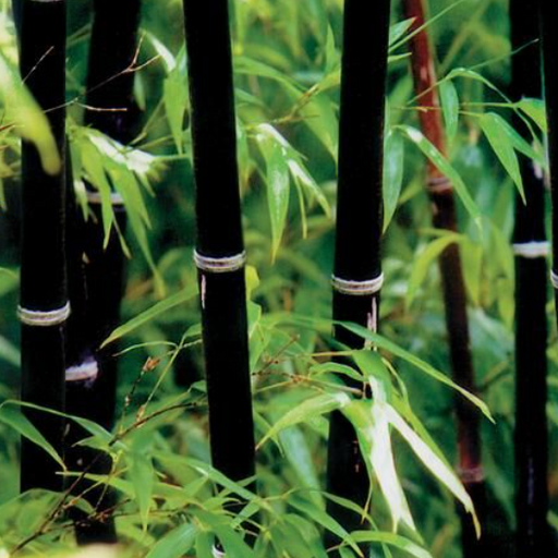 Black Bamboo