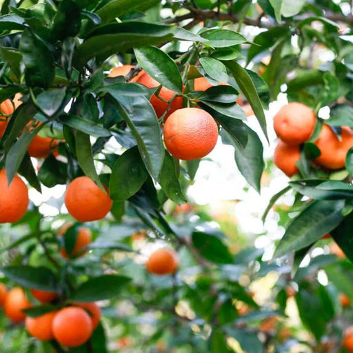 Blood Orange Tree