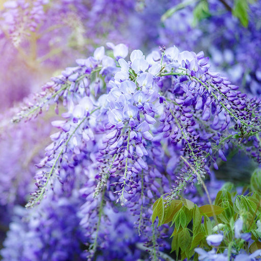 Blue Moon Wisteria Vine