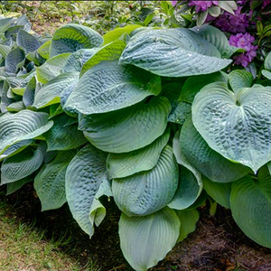 Blue Angel Hosta