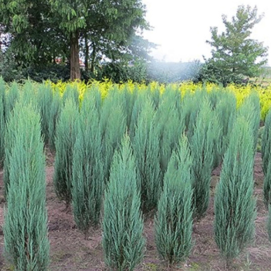 Blue Arrow Juniper