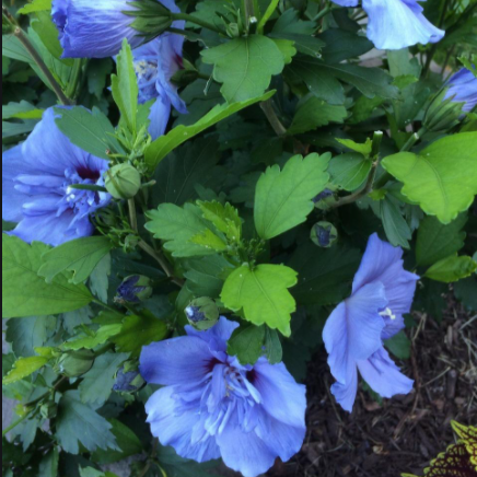 blue chiffon rose of sharon seeds Blue Chiffon Rose of Sharon
