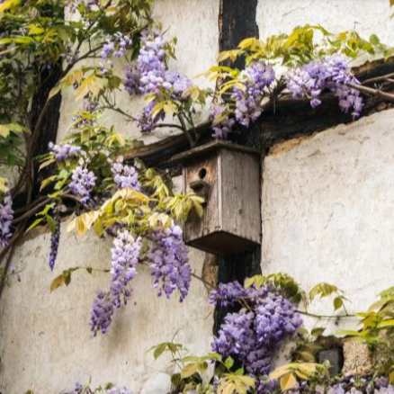 chinese weeping blue wisteria potted plant Blue Chinese Wisteria Vine | Cascading Blooms