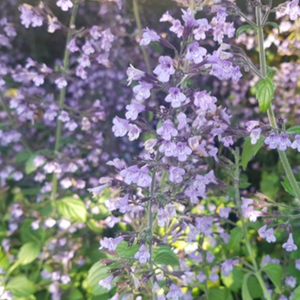 Blue Cloud Calamint