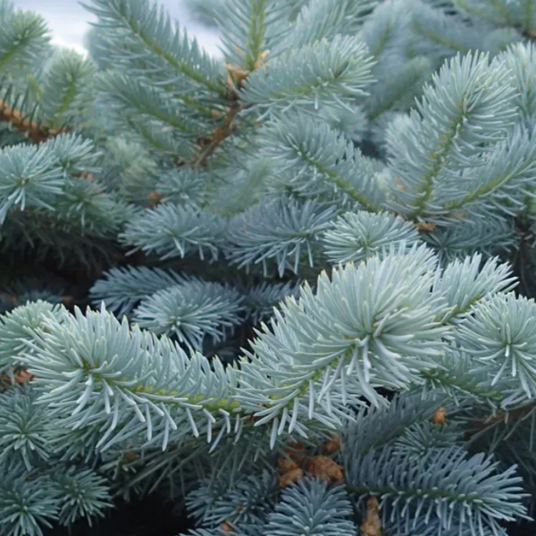 Blue Wonder Colorado Spruce