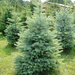 Blue Wonder Colorado Spruce