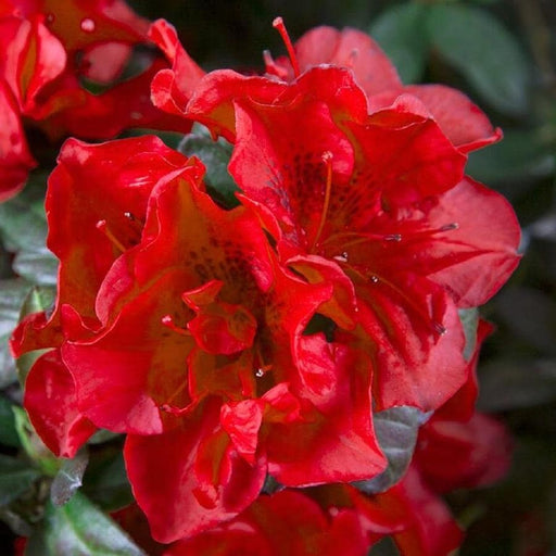 Autumn Bonfire® Encore® Azalea