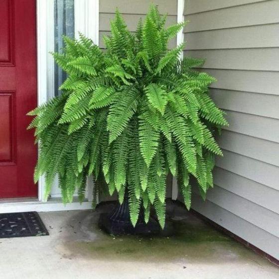 can i plant a fern in a pot Boston Fern Delivered to Your Doorstep | PlantingTree.com