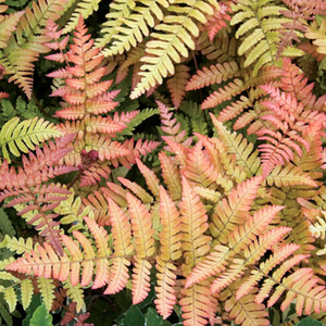 Brilliance Autumn Fern