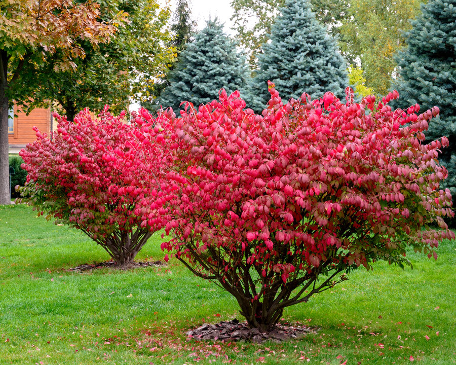 Image of Burning bush plant in the fall