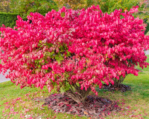 Burning Bush