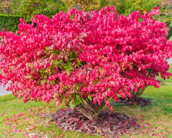 burning bush plant fertilizer Burning Bush | Stunning Fire Engine Fall Red Color