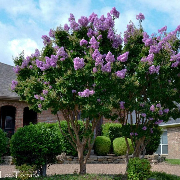 lavender crape myrtle tree Catawba Crape Myrtle