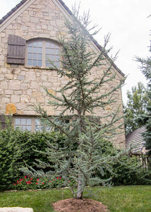 Blue Atlas Cedar Tree