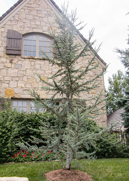 Blue Atlas Cedar Tree