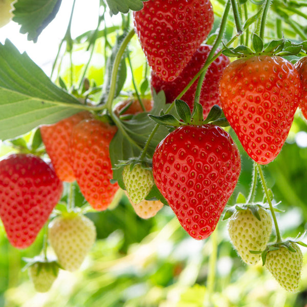 Chandler Strawberry Plant | Intense Strawberry Flavor | PlantingTree