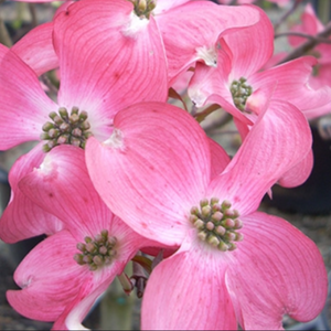 Cherokee Chief Dogwood Tree