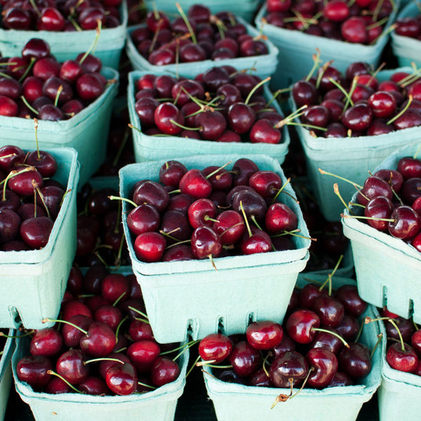 Black Tartarian Cherry Tree