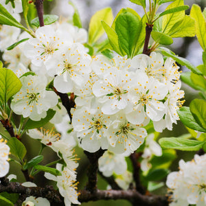 North Star Cherry Tree