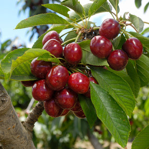 Black Tartarian Cherry Tree