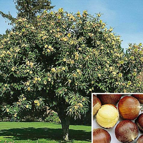 chinese chestnut seeds for planting Chinese Chestnut Tree | Roasting Chestnuts | PlantingTree.com