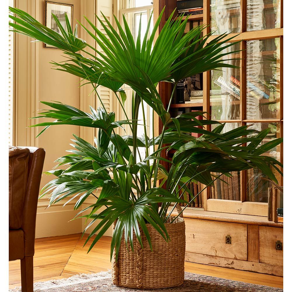 Chinese Palm | Beautiful Indoor Palm | PlantingTree™ - PlantingTree