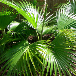 Chinese Fan Palm
