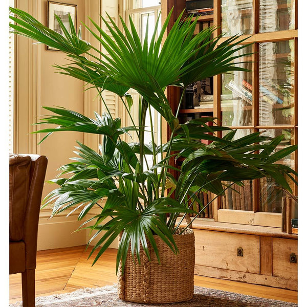 palm floor plant Chinese Fan Palm | Beautiful Indoor Palm Tree | PlantingTree™