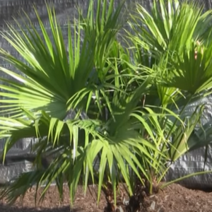 Chinese Fan Palm