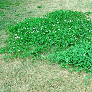 Lesco Broadleaf weed and feed