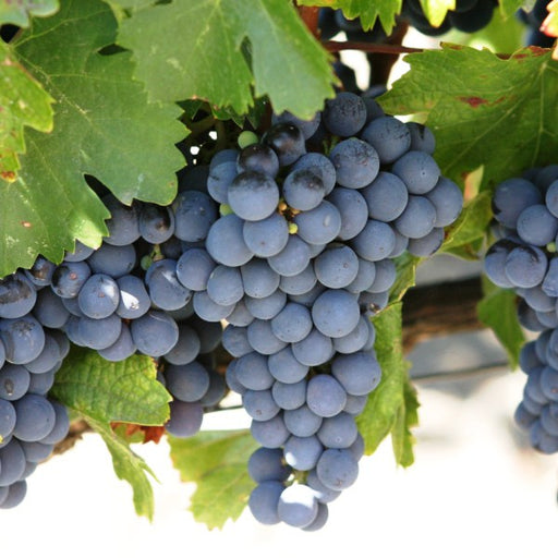 Concord Grape Vine