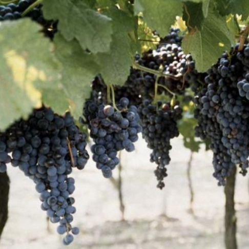 Concord Grape Vine