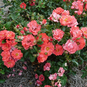 Coral Drift Rose