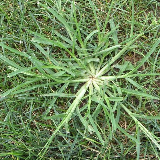 Lesco Fertilizer Plus Pre Emergent Herbicide 13-0-5 - 50lbs.