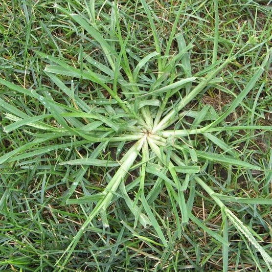 crabgrass prevention