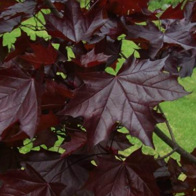 Crimson King Maple
