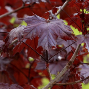 Crimson King Maple