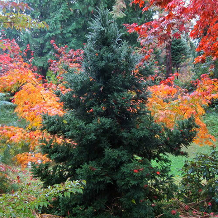 Black Dragon Cryptomeria | Japanese Cedar | PlantingTree - PlantingTree